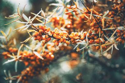 Vorschau des Gutschein-Designs 